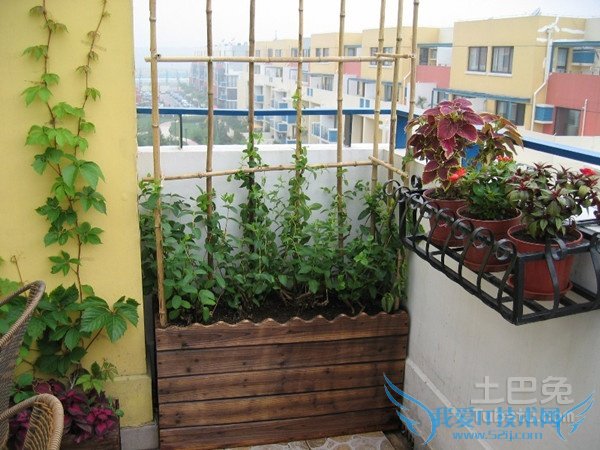 常青藤图片 常青藤图片