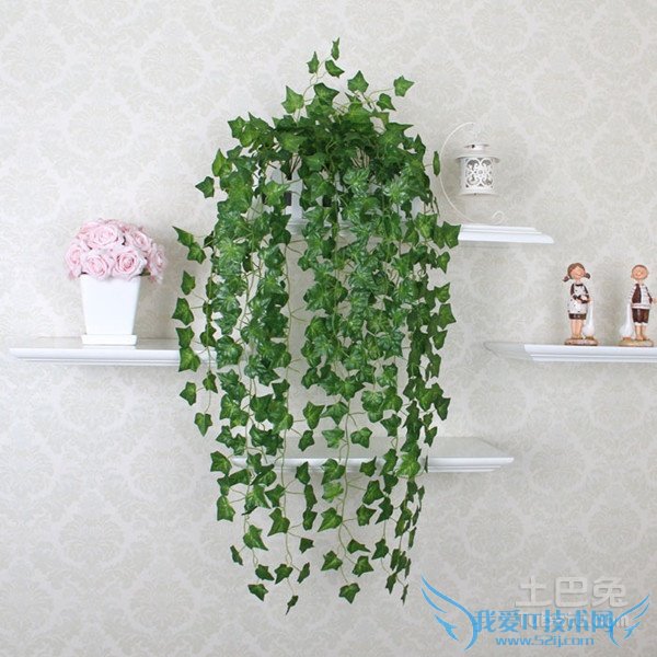 常青藤图片 常青藤图片