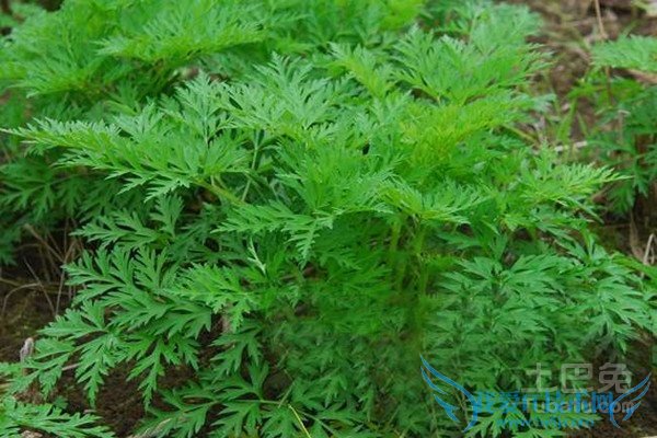 川芎的作用与功效