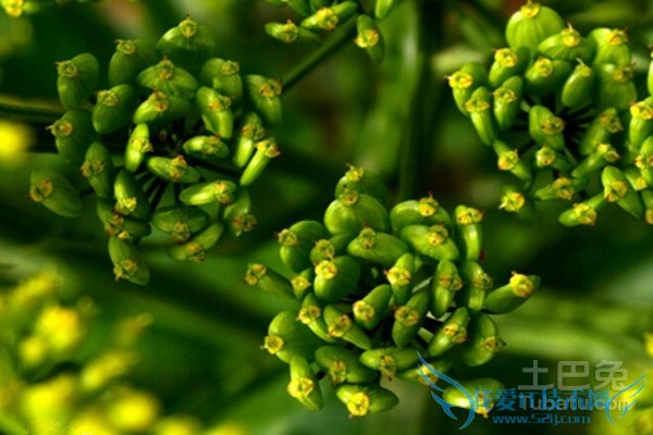 川芎的作用与功效