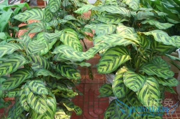 竹芋的养殖方法 竹芋的养殖方法