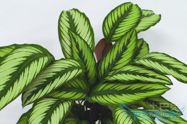 竹芋的养殖方法 竹芋的养殖方法