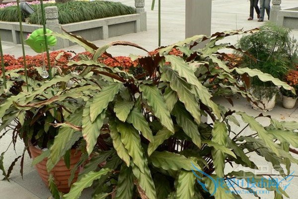 竹芋的养殖方法 竹芋的养殖方法