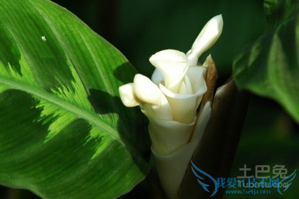 竹芋的养殖方法 竹芋的养殖方法