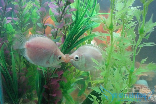 亲嘴鱼价格 亲嘴鱼价格