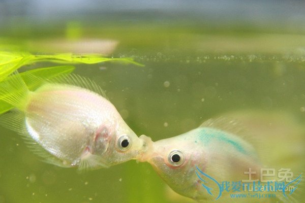 亲嘴鱼价格 亲嘴鱼价格