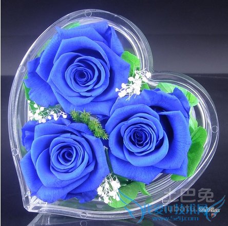 蓝色妖姬花语 蓝色妖姬花语