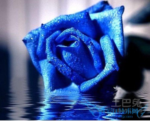 蓝色妖姬花语 蓝色妖姬花语