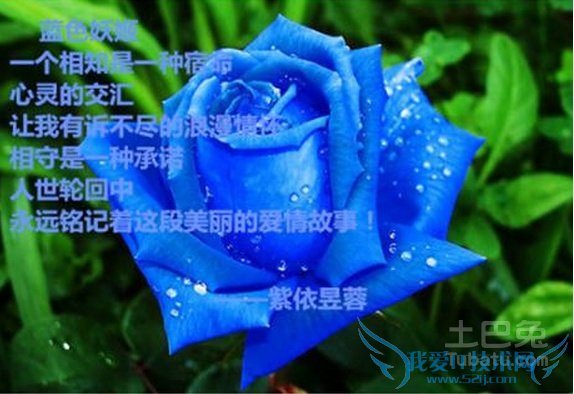 蓝色妖姬花语 蓝色妖姬花语