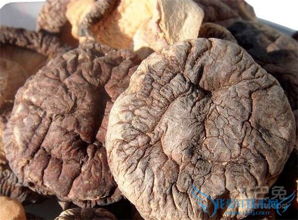 椴木香菇种植技术 椴木香菇种植技术