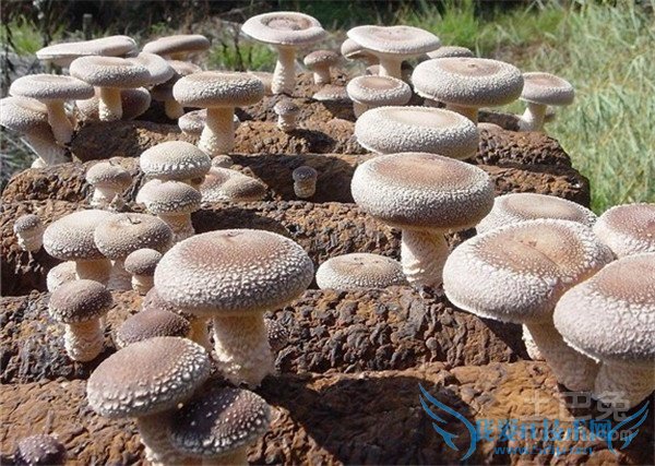 椴木香菇种植技术 椴木香菇种植技术