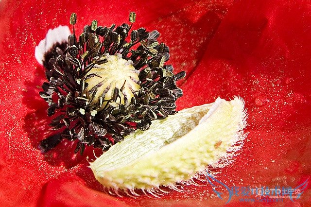 罂粟花种植方法 罂粟花种植相关法律