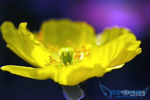 罂粟花种植方法 罂粟花种植相关法律