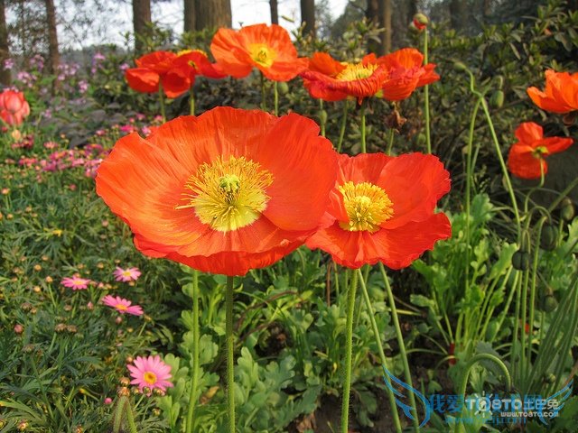 罂粟花种植方法 罂粟花种植相关法律