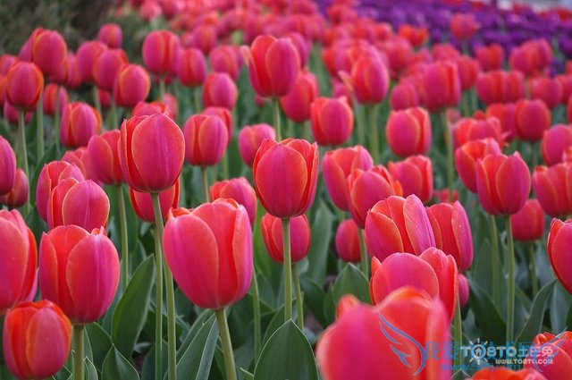 罂粟花种植方法 罂粟花种植相关法律