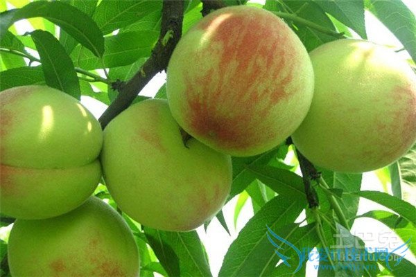 桃树苗品种 桃树苗品种