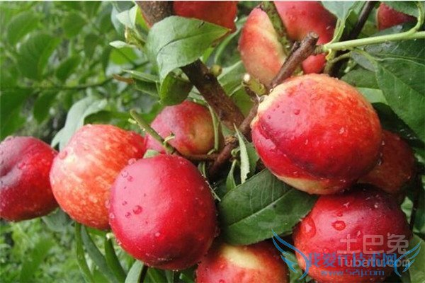 桃树苗品种 桃树苗品种