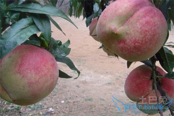 桃树苗品种 桃树苗品种