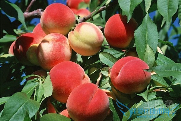 桃树苗品种 桃树苗品种