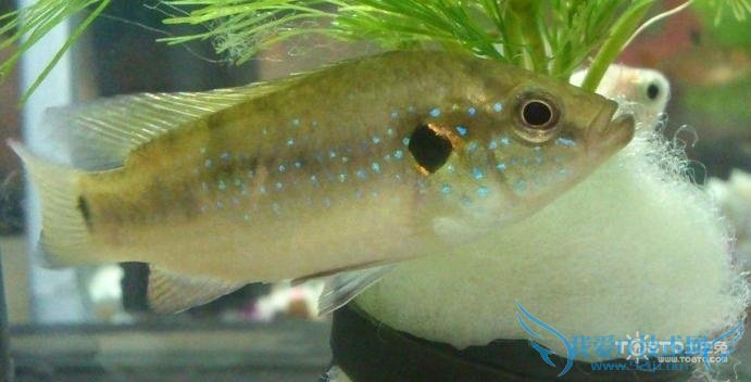 红宝石鱼 红宝石鱼