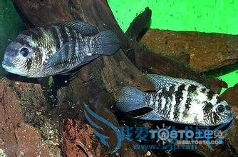 红宝石鱼 红宝石鱼