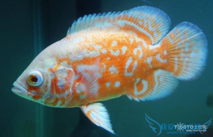 红宝石鱼 红宝石鱼