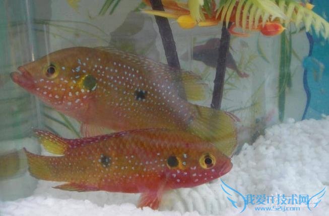 红宝石鱼 红宝石鱼