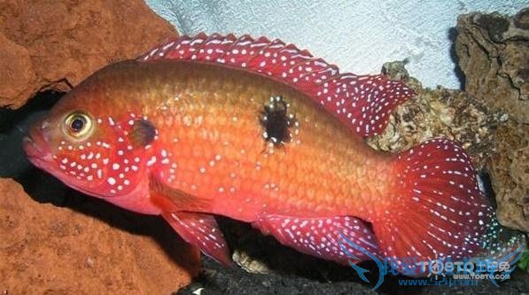 红宝石鱼 红宝石鱼