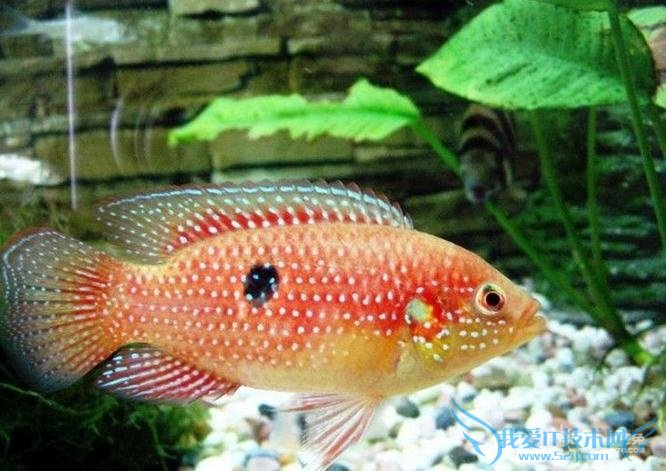 红宝石鱼 红宝石鱼