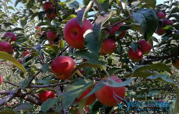 寒富苹果栽培技术