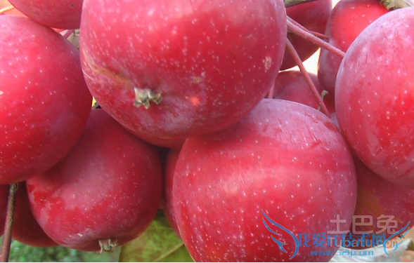 寒富苹果栽培技术