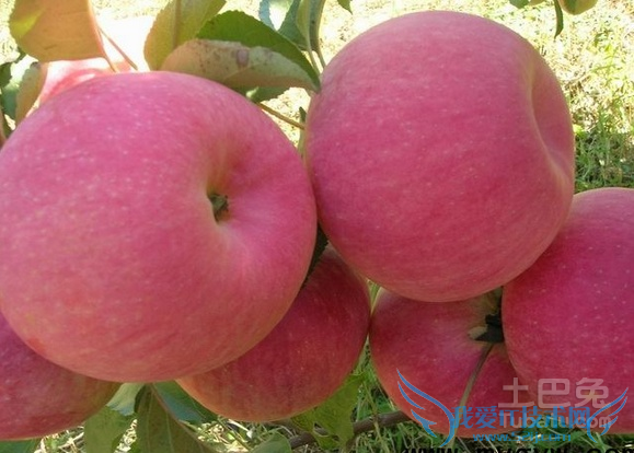 寒富苹果栽培技术