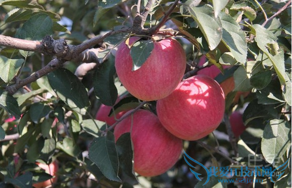 寒富苹果栽培技术
