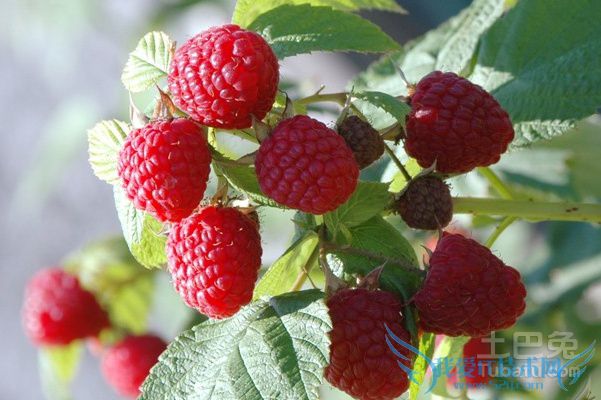 红树莓怎么吃