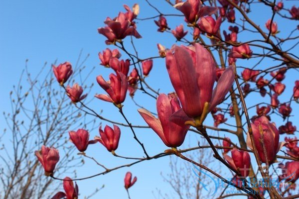 辛夷花的副作用