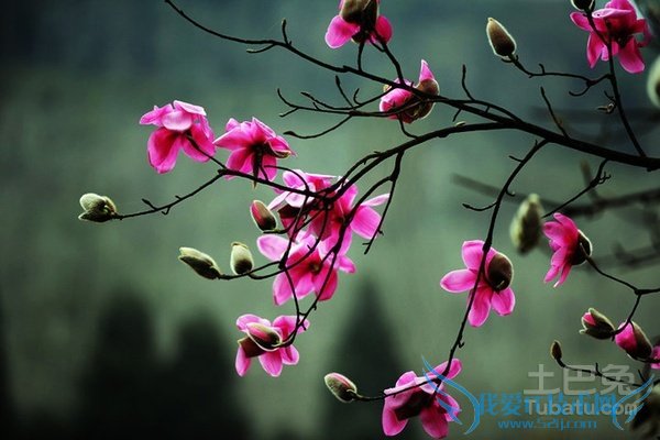 辛夷花的副作用