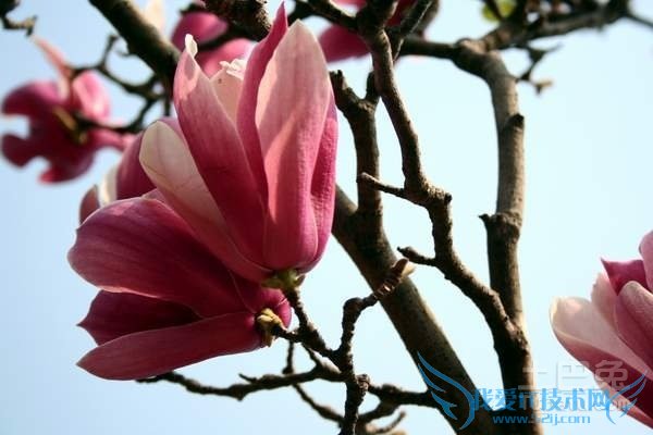 辛夷花的副作用