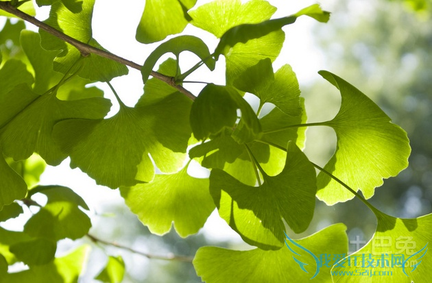 银杏的功效与作用