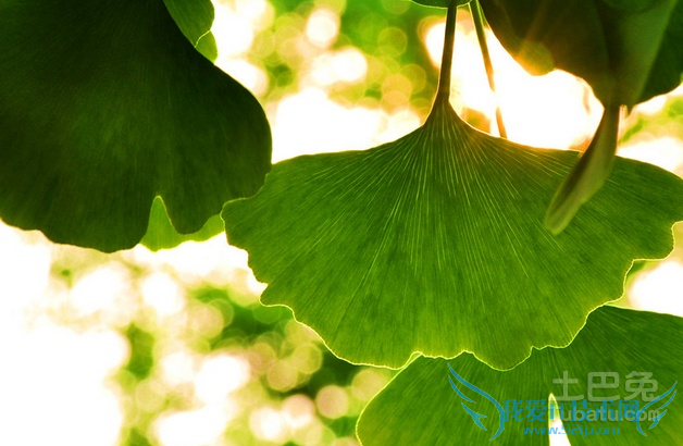 银杏的功效与作用