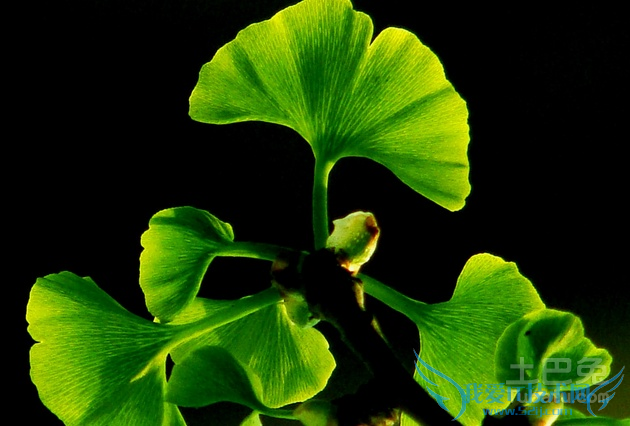 银杏的功效与作用