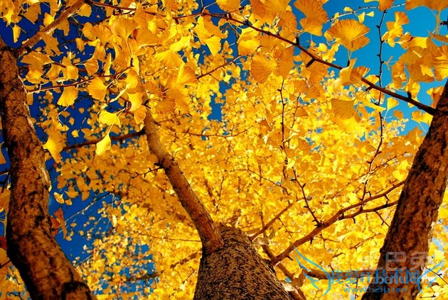 银杏的功效与作用