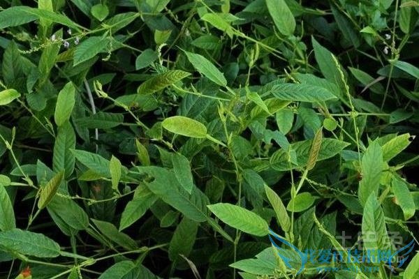 葫芦茶的功效与作用