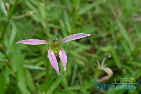 葫芦茶的功效与作用