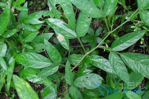 葫芦茶的功效与作用