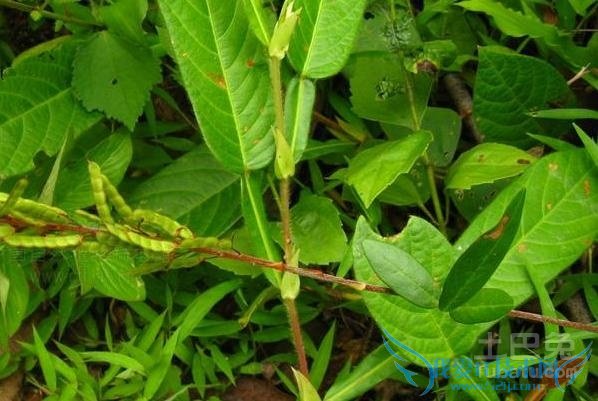 葫芦茶的功效与作用