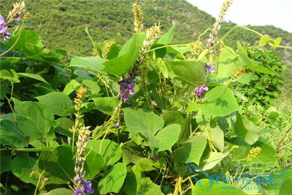 葛根花泡水喝的功效 葛根花泡水喝的功效