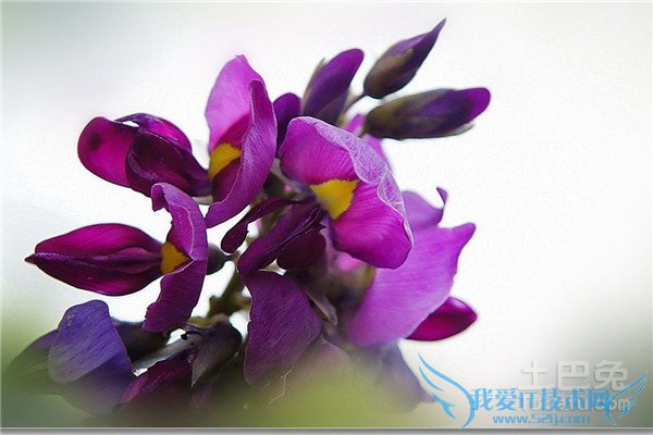 葛根花泡水喝的功效 葛根花泡水喝的功效