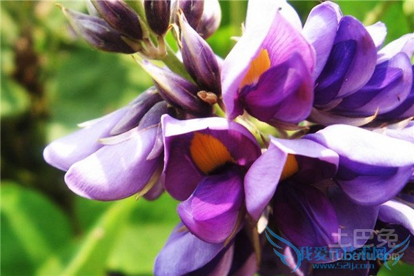 葛根花泡水喝的功效 葛根花泡水喝的功效