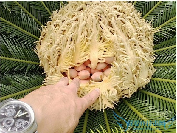 俗话说:“千年铁树开了花,万年果树要发芽”。苏铁开花实属罕见,由其在秦岭以北,大部分苏铁终生不开花。近日,我们公司一棵雄性苏铁首次开花:花高约45厘米,呈金黄色,层层叠出,烂漫摇曳,挺立于青绿的羽叶之中,人们对此纷纷称奇。 俗话说:“千年铁树开了花,万年果树要发芽”。苏铁开花实属罕见,由其在秦岭以北,大部分苏铁终生不开花。近日,我们公司一棵雄性苏铁首次开花:花高约45厘米,呈金黄色,层层叠出,烂漫摇曳,挺立于青绿的羽叶之中,人们对此纷纷称奇。