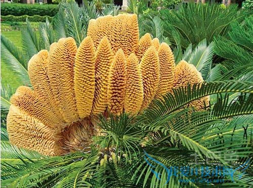 俗话说:“千年铁树开了花,万年果树要发芽”。苏铁开花实属罕见,由其在秦岭以北,大部分苏铁终生不开花。近日,我们公司一棵雄性苏铁首次开花:花高约45厘米,呈金黄色,层层叠出,烂漫摇曳,挺立于青绿的羽叶之中,人们对此纷纷称奇。 俗话说:“千年铁树开了花,万年果树要发芽”。苏铁开花实属罕见,由其在秦岭以北,大部分苏铁终生不开花。近日,我们公司一棵雄性苏铁首次开花:花高约45厘米,呈金黄色,层层叠出,烂漫摇曳,挺立于青绿的羽叶之中,人们对此纷纷称奇。